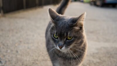 Understanding the Psychology of Cats: What Your Feline Friend Really Thinks