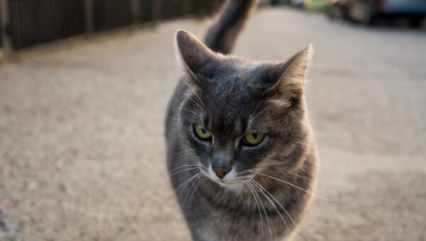 Understanding the Psychology of Cats: What Your Feline Friend Really Thinks