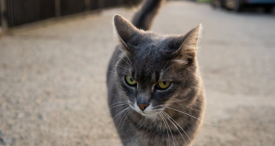 Understanding the Psychology of Cats: What Your Feline Friend Really Thinks