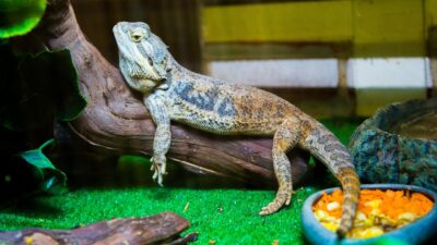 Why Reptiles Are Increasingly Popular Pets in 2026
