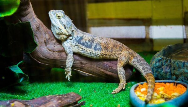 Why Reptiles Are Increasingly Popular Pets in 2026