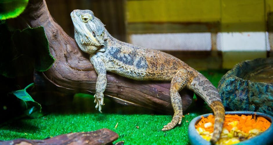 Why Reptiles Are Increasingly Popular Pets in 2026