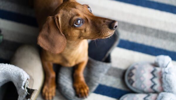 7 Myths About Pet Behavior Debunked