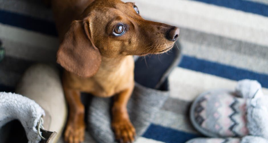 7 Myths About Pet Behavior Debunked
