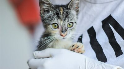 Why Fostering Pets Could Change Your Life