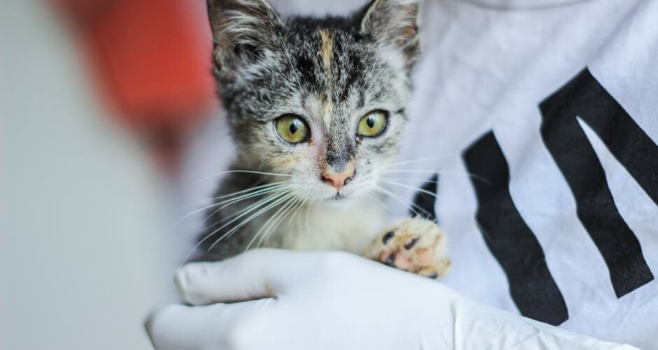 Why Fostering Pets Could Change Your Life