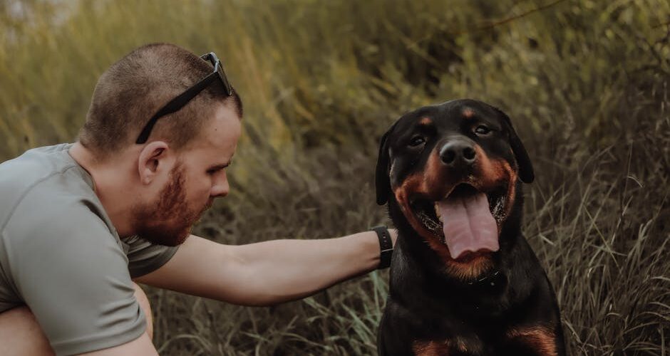 15 Best Dog Breeds for First-Time Owners in 2026