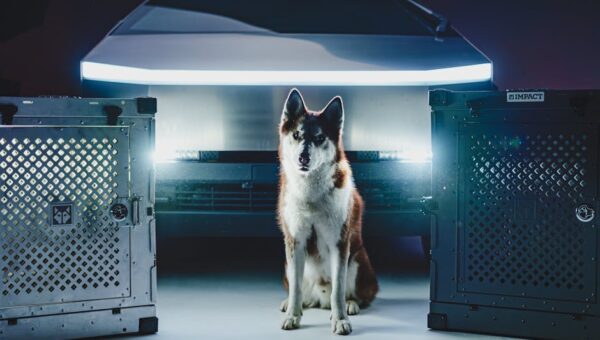 10 Unique Pet Accessories You Need to See in 2026