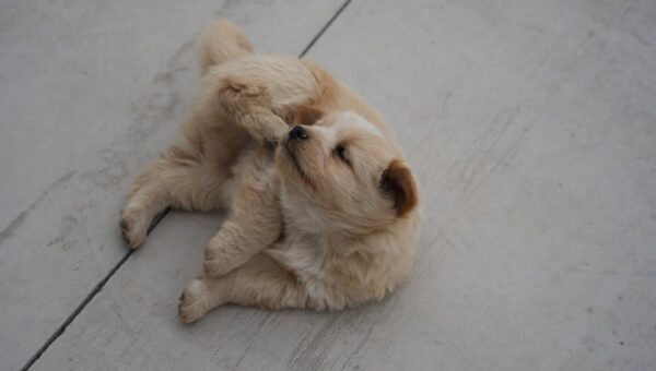 How to Recognize and Treat Common Pet Allergies