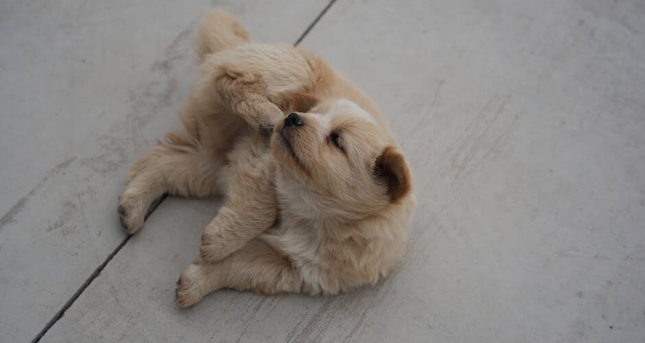 How to Recognize and Treat Common Pet Allergies
