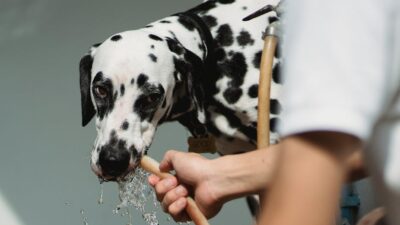 10 Ways to Keep Your Pet Cool During Summer 2026