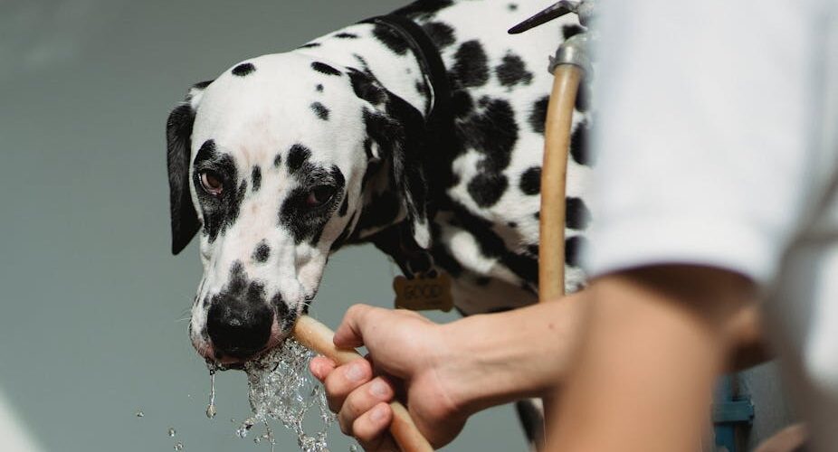 10 Ways to Keep Your Pet Cool During Summer 2026