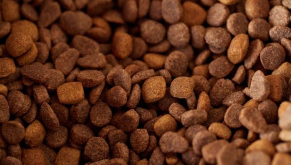 A Complete Guide to Pet Nutrition in 2026