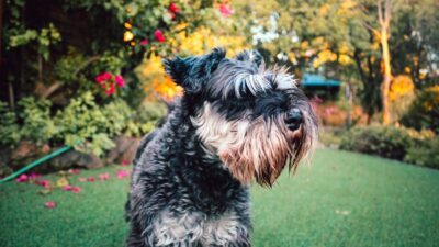 How to Create a Pet-Friendly Garden in 2026