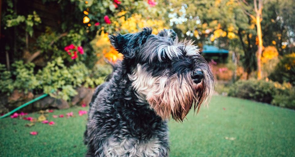 How to Create a Pet-Friendly Garden in 2026