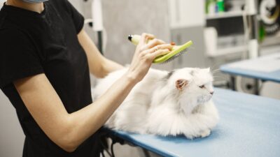 How to Groom Your Pet at Home Like a Pro