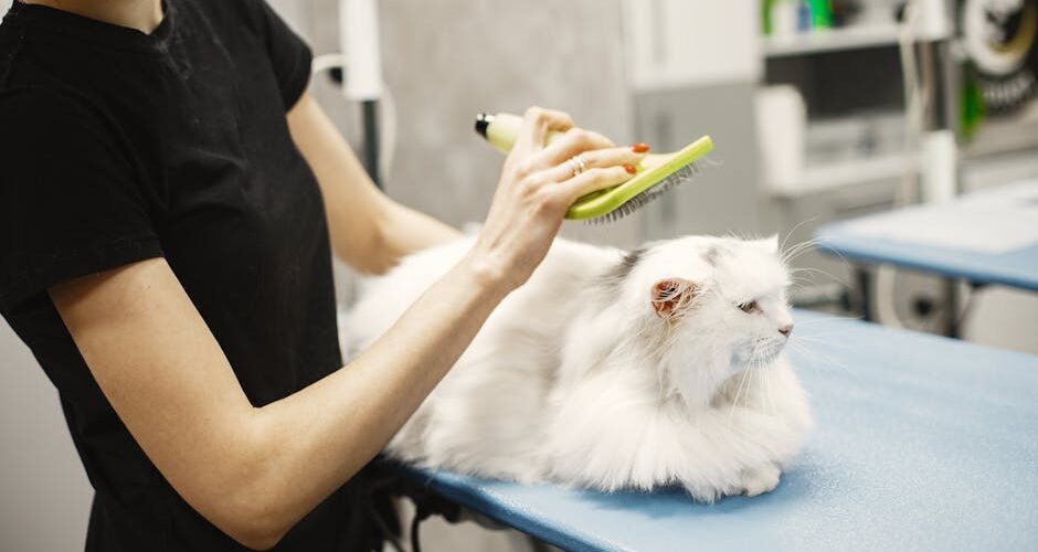 How to Groom Your Pet at Home Like a Pro