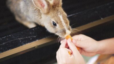 The Enchanting World of Pet Rabbits: A 2026 Guide to Care and Companionship
