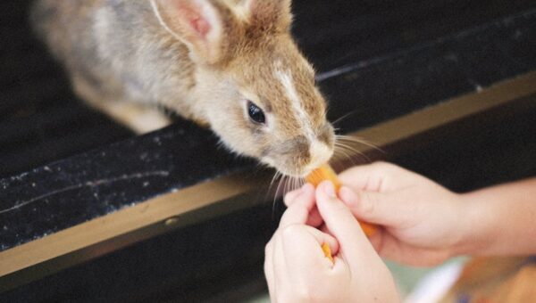 The Enchanting World of Pet Rabbits: A 2026 Guide to Care and Companionship