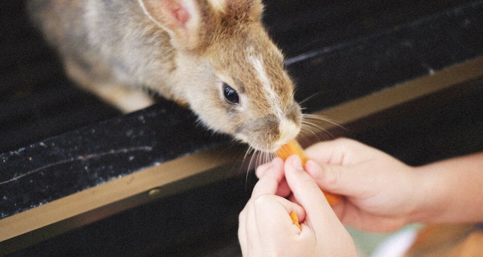 The Enchanting World of Pet Rabbits: A 2026 Guide to Care and Companionship