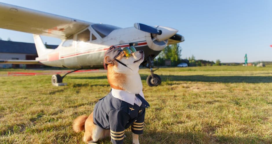 How to Travel with Your Pet: Tips for 2026