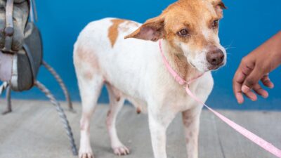 Why Adopting Senior Pets Matters More Than You Think