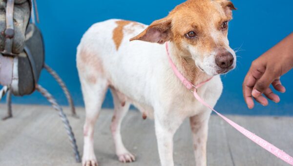 Why Adopting Senior Pets Matters More Than You Think