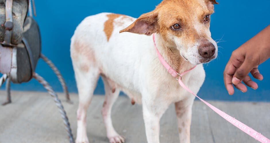 Why Adopting Senior Pets Matters More Than You Think