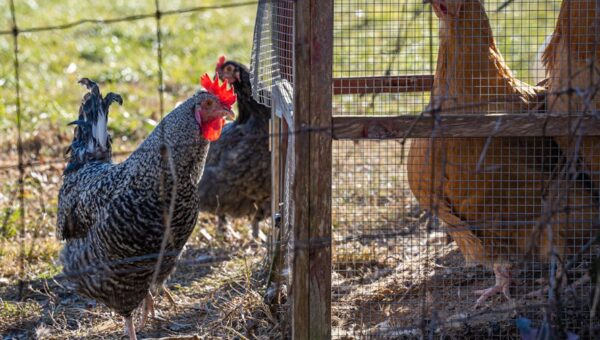 Why Urban Chickens are the New Trend in 2026 Pet Ownership
