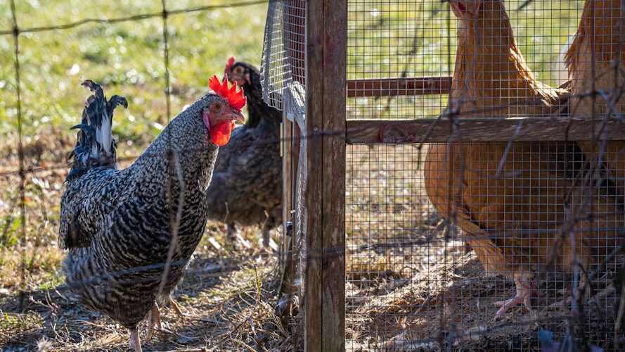 Why Urban Chickens are the New Trend in 2026 Pet Ownership