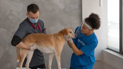 10 Signs Your Pet Needs to See a Veterinarian