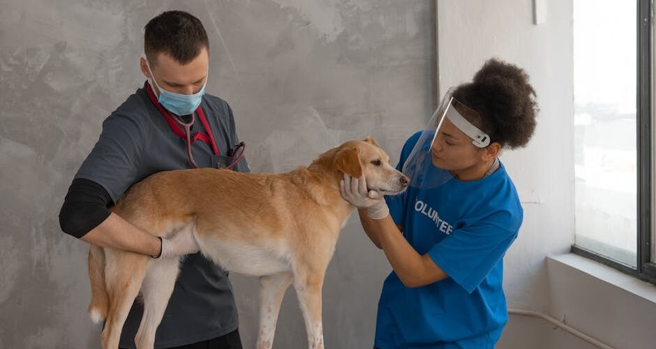 10 Signs Your Pet Needs to See a Veterinarian