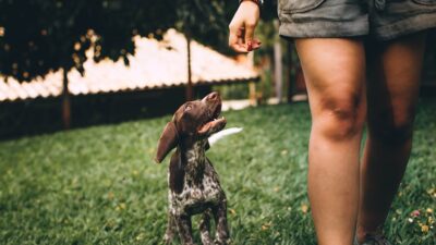 7 Mistakes to Avoid When Training a Puppy