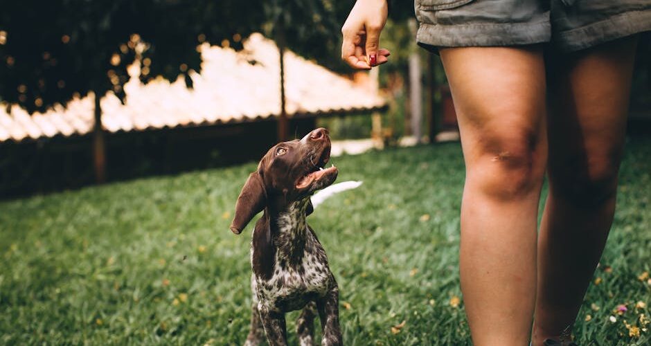 7 Mistakes to Avoid When Training a Puppy