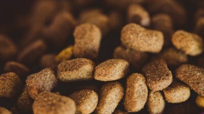 Beyond Kibbles and Bits: Gourmet Diet Trends for Pets in 2026