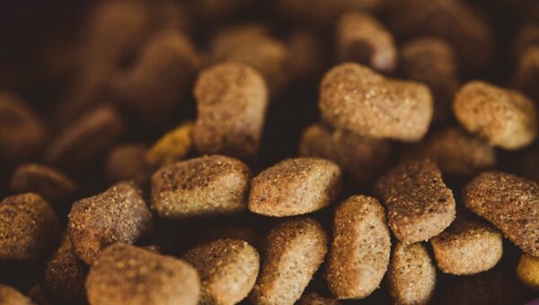 Beyond Kibbles and Bits: Gourmet Diet Trends for Pets in 2026