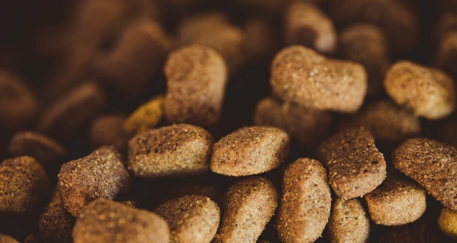 Beyond Kibbles and Bits: Gourmet Diet Trends for Pets in 2026