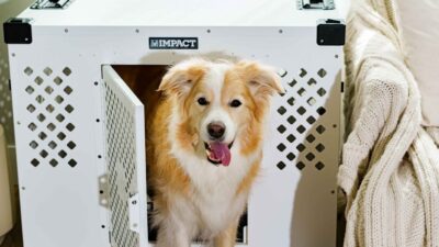 Sustainable Pet Care: Eco-Friendly Solutions for 2026