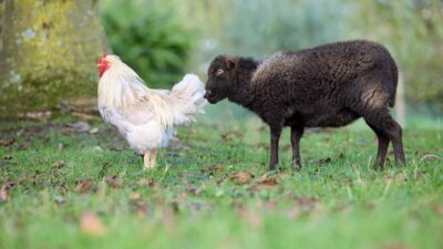 Unlikely Friends: The Surprising Benefits of Pet Pairing in 2026