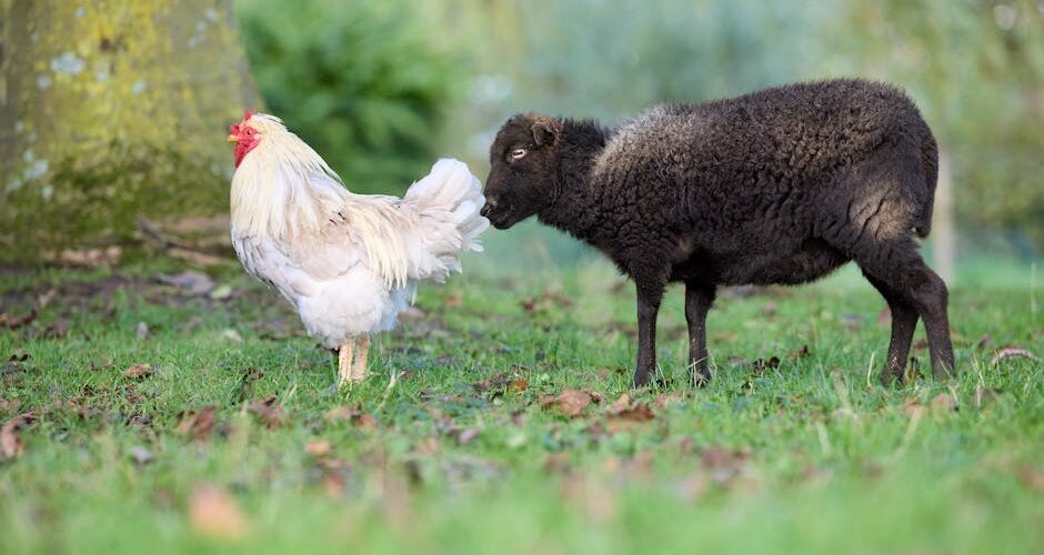 Unlikely Friends: The Surprising Benefits of Pet Pairing in 2026