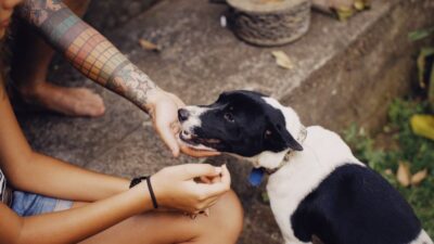 Pet-Inspired Wellness: How Our Animals Are Changing Human Health in 2026