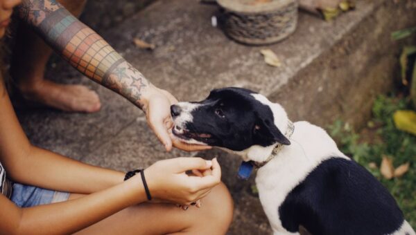 Pet-Inspired Wellness: How Our Animals Are Changing Human Health in 2026