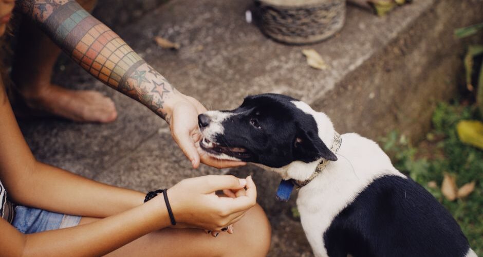 Pet-Inspired Wellness: How Our Animals Are Changing Human Health in 2026