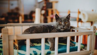 The Joy of Senior Pets: Why Adopting Older Animals in 2026 is a Rewarding Experience