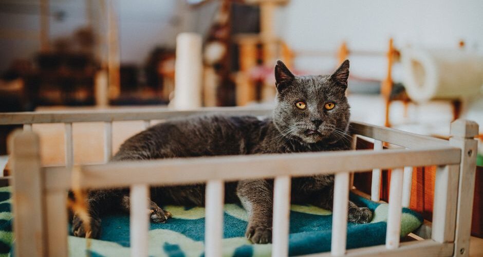 The Joy of Senior Pets: Why Adopting Older Animals in 2026 is a Rewarding Experience