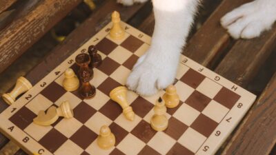 Canine Cognitive Enrichment: Boosting Your Dog’s Brainpower in 2026