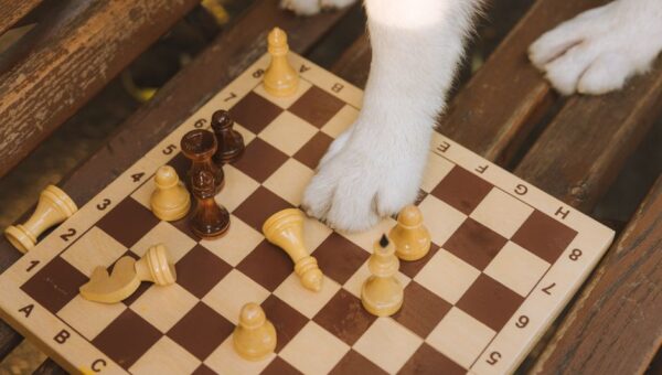 Canine Cognitive Enrichment: Boosting Your Dog’s Brainpower in 2026