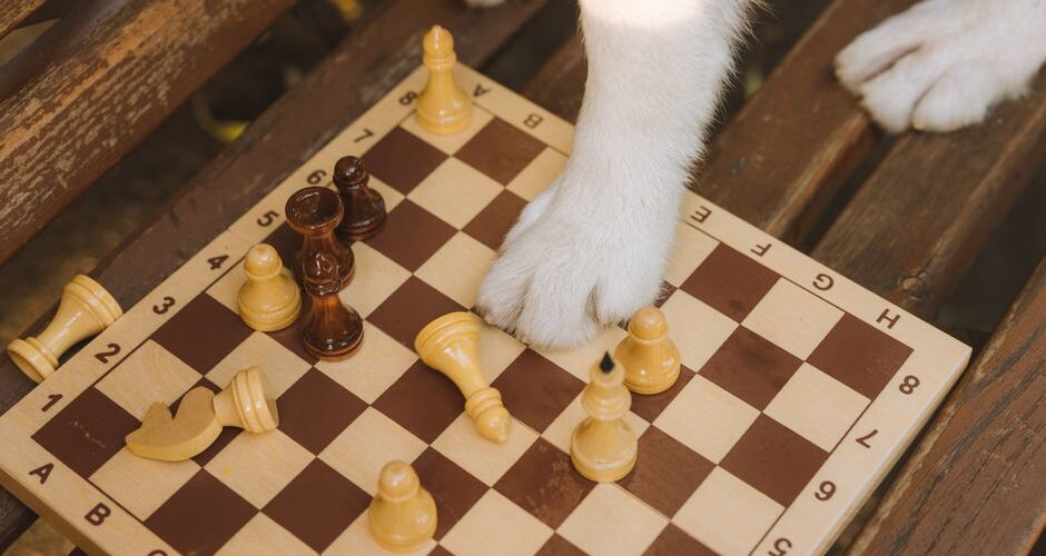 Canine Cognitive Enrichment: Boosting Your Dog’s Brainpower in 2026
