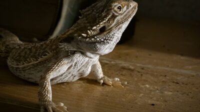 The Rise of Exotic Pets: Navigating the World of Unusual Companions in 2026