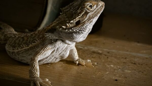 The Rise of Exotic Pets: Navigating the World of Unusual Companions in 2026